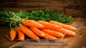 «Сонник Морковь приснилась, к чему снится во сне Морковь»