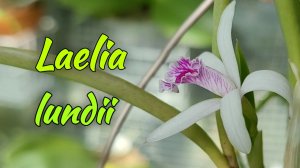 Laelia lundii новички и старичок.