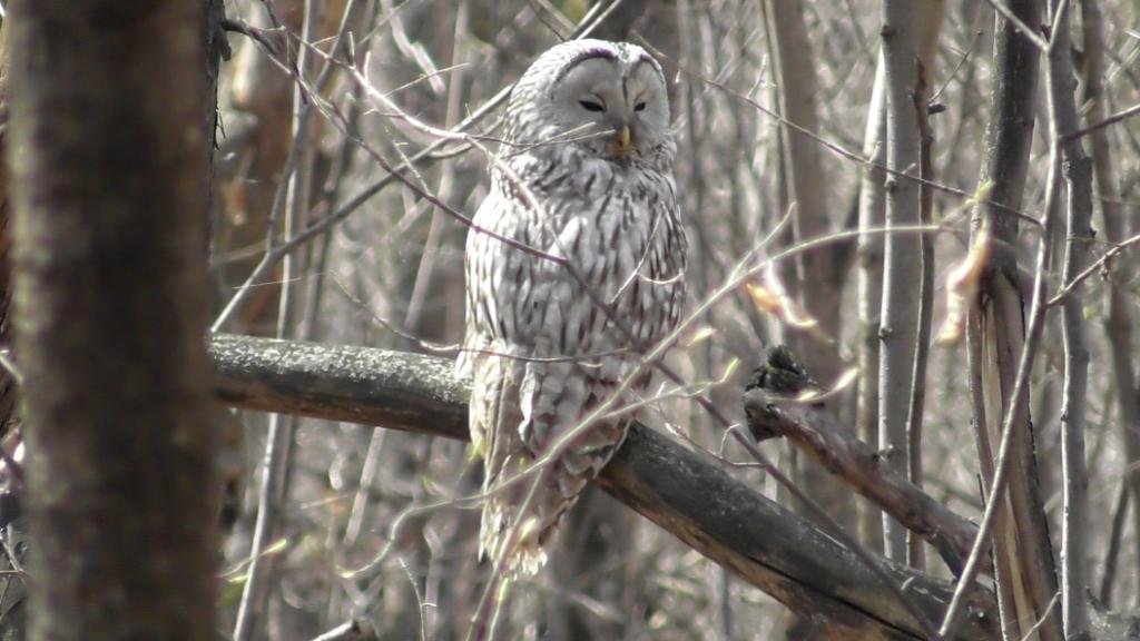 Сова. Длиннохвостая неясыть ( Strix uralensis )