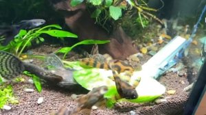 Красная Зебра L-397