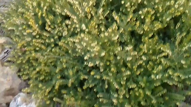 ТОП-5 неприхотливых вечнозелёных растений для сада на юге