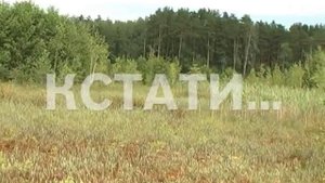 Плавающий остров в Павловском районе признан памятником природы
