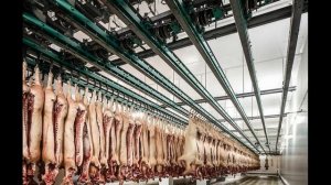 Крупный и современный свинокомплекс построили в Башкирии