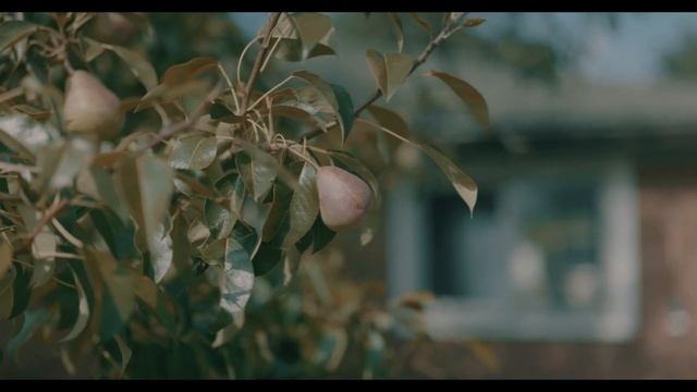 PANASONIC LUMIX S5 4K CINEMATIC смотреть онлайн