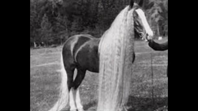 самые красивые по моему мнению картинки лошадей смотреть онлайн