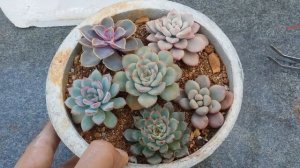 || REPOTTING SUCCULENTS AND REUSING OLD CONTAINERS  ||