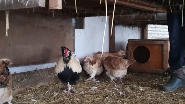 ФАВЕРОЛЬ находка для российских птицеводов смотреть онлайн