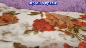 Что любят крысы? Шуточное милое видео с двумя очаровательными декоративными крысками.