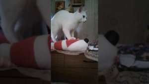 Кот танцует под шансон