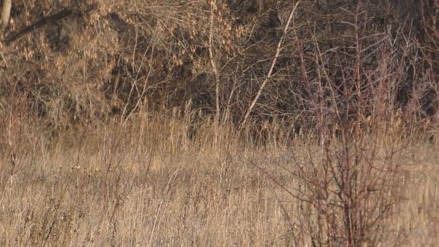 Охота с русской гончей. смотреть онлайн