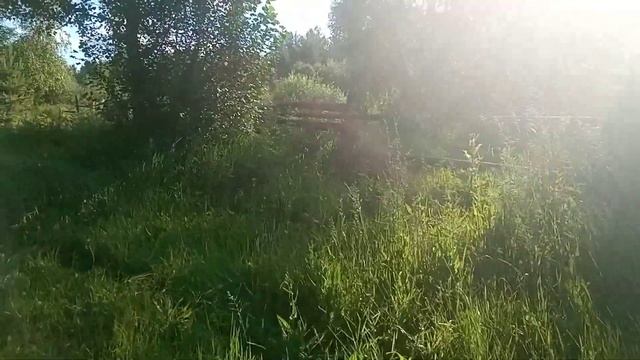 Болиголов / Омег пятнистый : где он растет и особенности заготовки