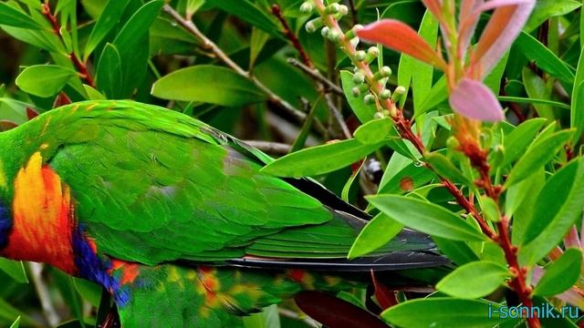 Большой попугай - толкование сонника смотреть онлайн