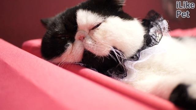 5 особенностей ухода за экзотической короткошерстной кошкой