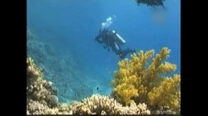 Необычные обитатели Тихого океана. Красивое, расслабляющее видео для медитации.