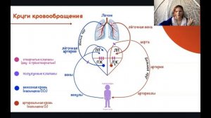 Кровеносная система ЕГЭ и ОГЭ