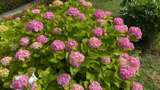 Моя Гортензия (Hydrangea) #гортензиясадовая #Hydrangea #красота