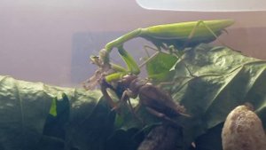 Богомол не хочет чтобы его добычу ел другой Сверчок #богомол