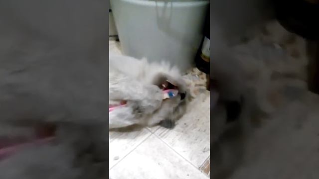 МОЙ КОТ САМ ЧИСТИТ ЗУБЫ СЕБЕ!!!!! КЛАСНО смотреть онлайн