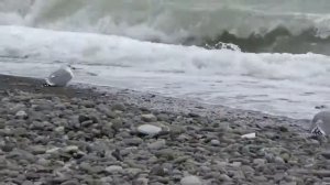 Какие животные обитают на побережье черного моря