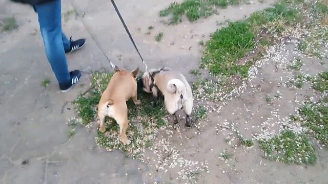 Французский Бульдог МИРА преодолела наконец то свой страх // мы сделали ЭТО!!!! смотреть онлайн