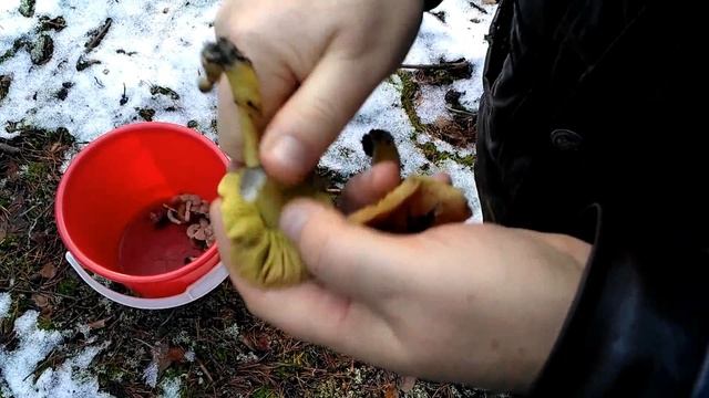 ГРИБЫ. Собираем зеленки, подзеленки, ежовики (ежовик пестрый)