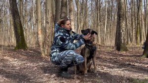 Показ зубной системы собаки. Как приучить собаку показывать зубы