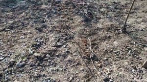 Результаты роста павловнии после технического среза в ноябре.