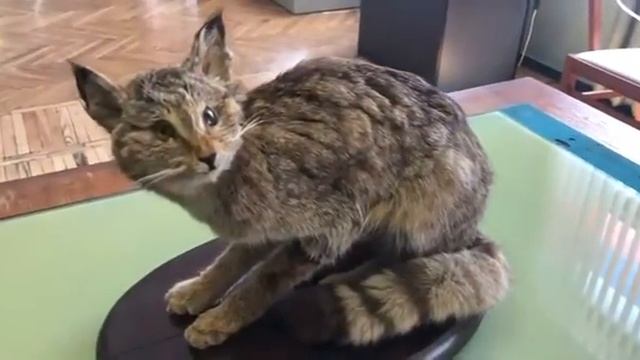 Кавказский лесной кот/ Животные лесостепей Кубани