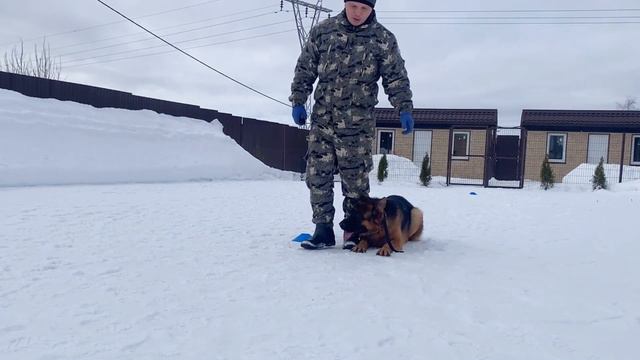 Дрессировка Немецкой овчарки.Джульбарс (1,5 года).Курс с передержкой.