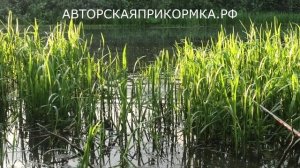 КРУПНЫЙ КАРАСЬ КАЖДЫЕ 2 МИНУТЫ! Супер рыболовная насадка для карася и карпа! От неё дуреет вся рыба