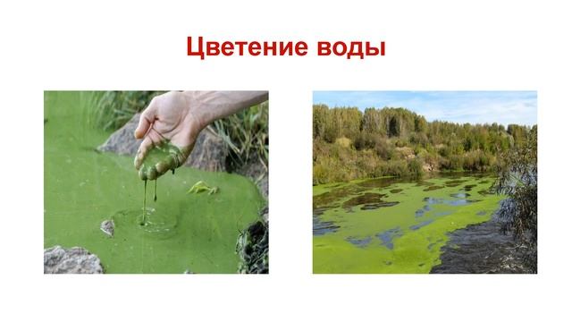 Бактерии. Тема 4. Цианобактерии