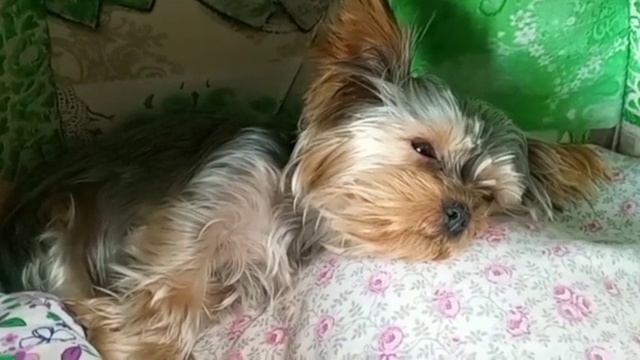 Лолита не может заснуть от громкого телевизора 😄 смотреть онлайн