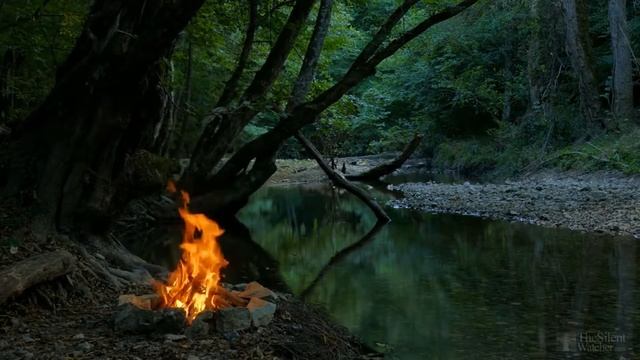 Когда пересаживать гиппеаструм? смотреть онлайн