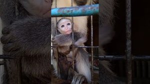 #жывотные УДИВИТЕЛЬНО!!! Новорожденная обезьянка