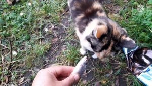 Рыбалка на карася летом на озере. Рыбалка из детства.