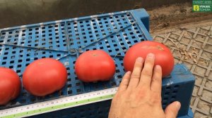 СМОТРИМ! Сравните состояние растений и плодов РОЗОВОГО томата ПИНК МАРГАРИ F1, парадайз и др.