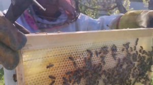 Расплода в улье нет, засева нет, матки  нет. Что делаем ? Ставим рамку с расплодом с другого улья.