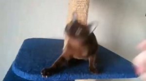 Бурманская кошечка соболь