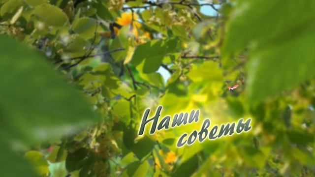 Программа НАШ САД №12 смотреть онлайн