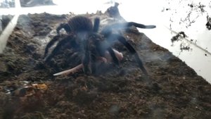 ПАУК ПРОТИВ КОРМОВОЙ МЫШИ .