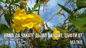 Текома станс - златото на маите! Tecoma stans! Красиво и лесно за отглеждане растение!