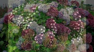 Лучшие кустарники для сада и дачи. Цветы и вдохновение.