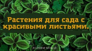 Растения для сада с красивыми листьями.?