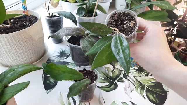 ХойиБольшой обзор хой часть 4Цветочные новости