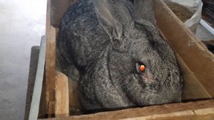 Как крольчихи кормят крольчат