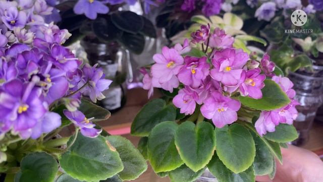 Обзор стеллажа с миниатюрными фиалками. Часть 1. Волюшка, Sassy Sister, Супер Сын, Яшма, Лунный Зая смотреть онлайн