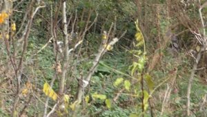 Инжир, весенние прививки  21