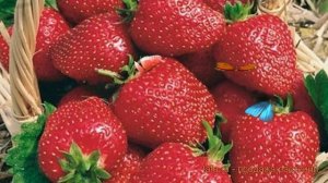 Земляника садовая Полка (fragaria ananassa) ? Полка обзор: как сажать, рассада земляники Полка