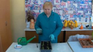 Когда подкормить рассаду бархатцев. Уход за сеянцами Бархатцев.