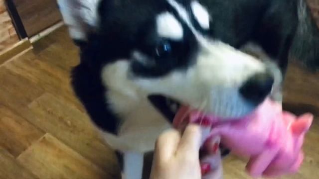 Лисе 5 месяцев хрюшка в подарок смотреть онлайн